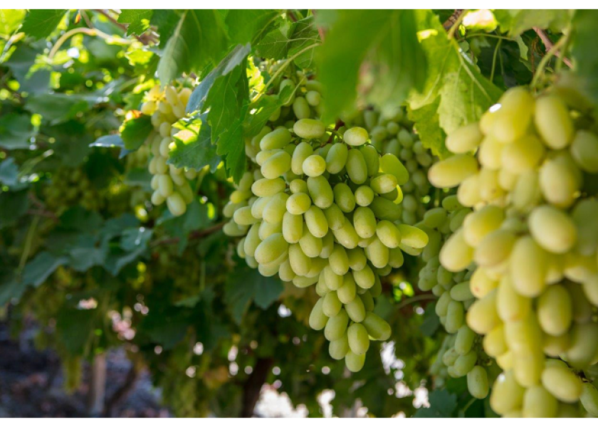 Flavorful, crisp Pristine grapes return to store shelves The Packer