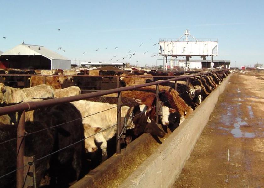 In The Cattle Markets: Impacts of the Cold Wet Winter