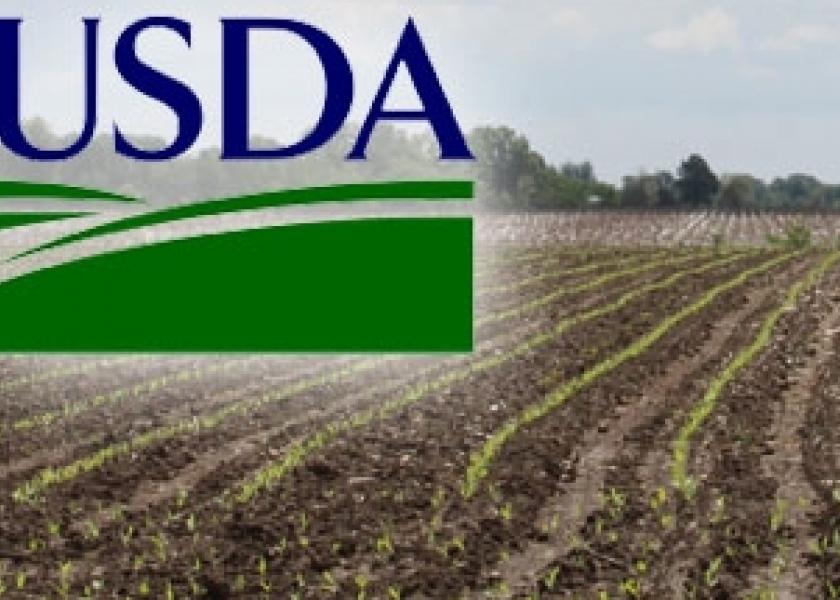 young corn acreage USDA