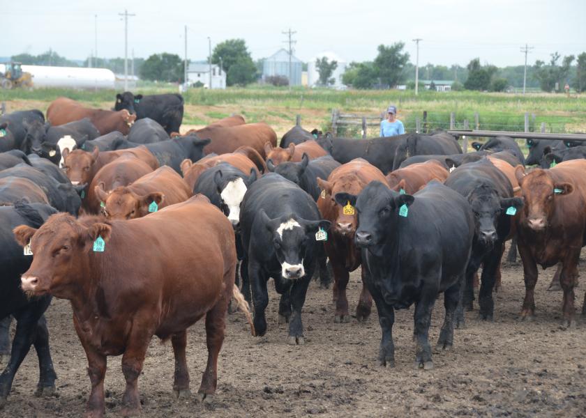 Cattle feeding margins are steady