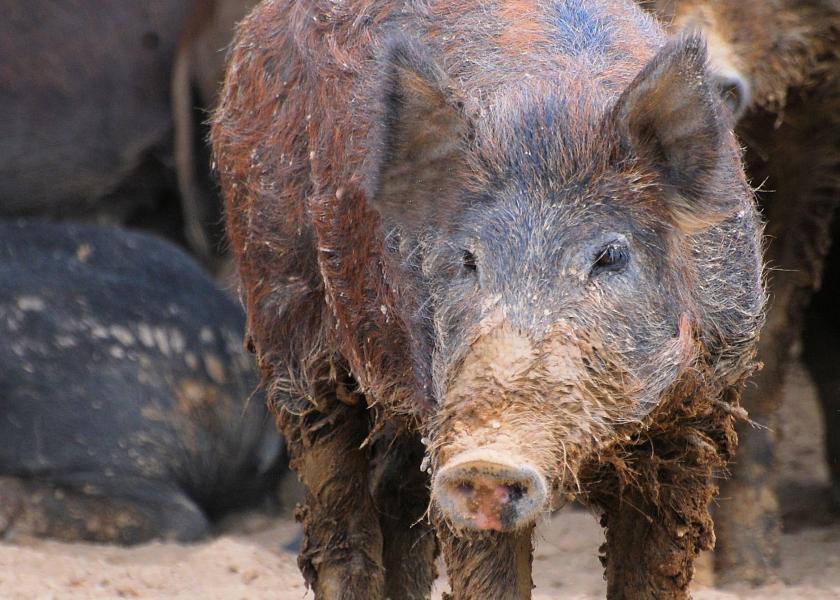 Feral Swine: USDA Monitors World’s Worst Invasive Alien Species 