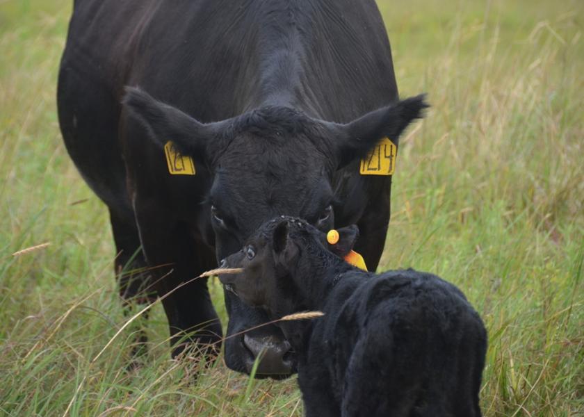Now is the Time to Prepare for Next Spring's Calving Season