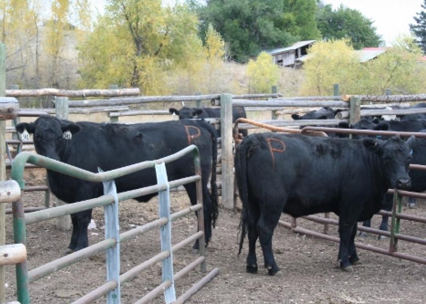 In this study, 60% of treated cattle were diagnosed pregnant from fixed-time AI compared with 51% in the control group.