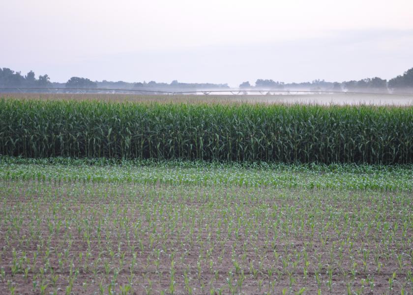 48% Of Farmers Say Their Corn Crop Is Below Average