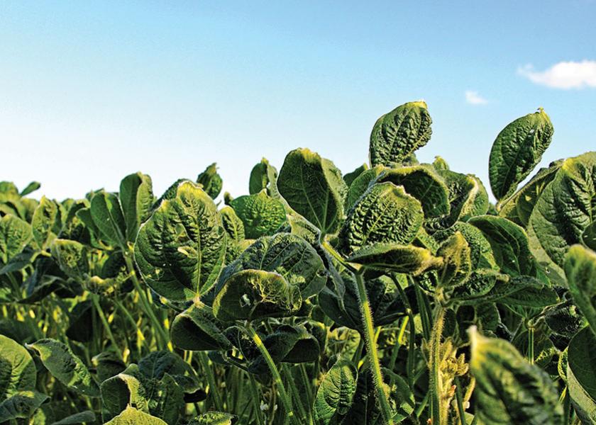 After a recent court decision made it illegal to spray three over-the-top dicamba formulations, farmers might be wondering what their herbicide options are.