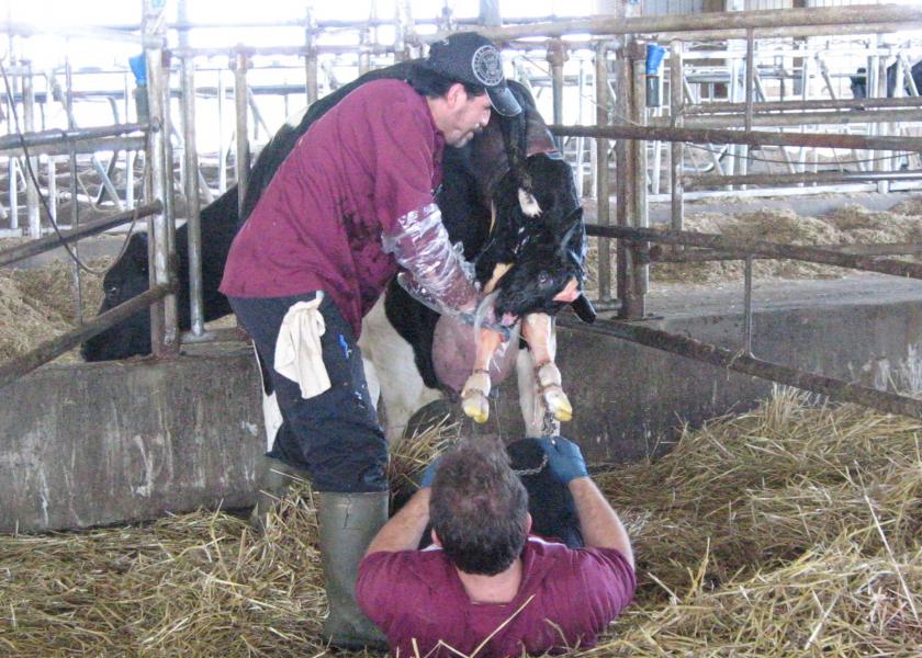 Hard Calvings Mean a Difficult Start in Life for Calves