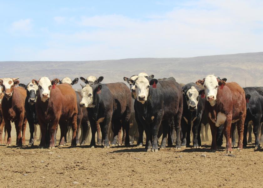 july cash feeder cattle prices
