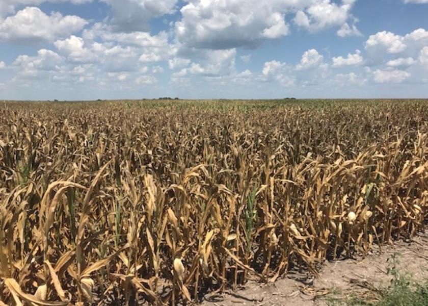 Drought is taking a toll on crops in Missouri. This photo was taken in July 2018 in Ray County, Missouri. A new USDA crop progress report comes out this afternoon, but as of last week 45% of Missouri's corn was poor to very poor. 