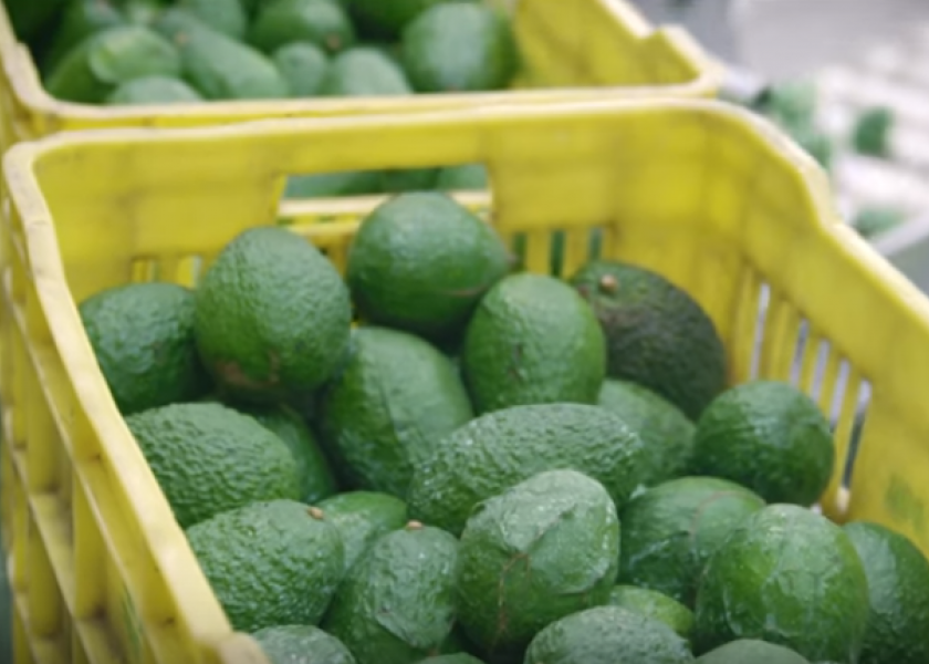 West Pak Avocado, founded more than 30 years ago, has plans to continue global expansion. The company sources from multiple growing areas, including Mexico, where these avocados are at the Uruapan, Michoacan, West Pak facility.