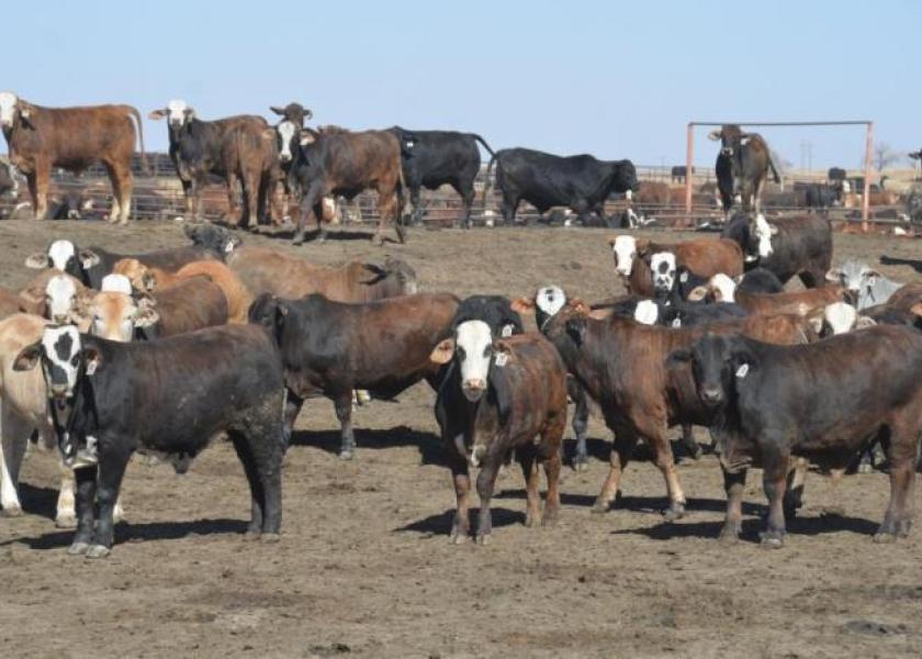 Cash cattle prices higher