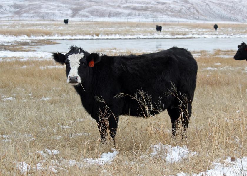 Fall and winter grazing on warm-season grasses is the least detrimental time to graze these species. 