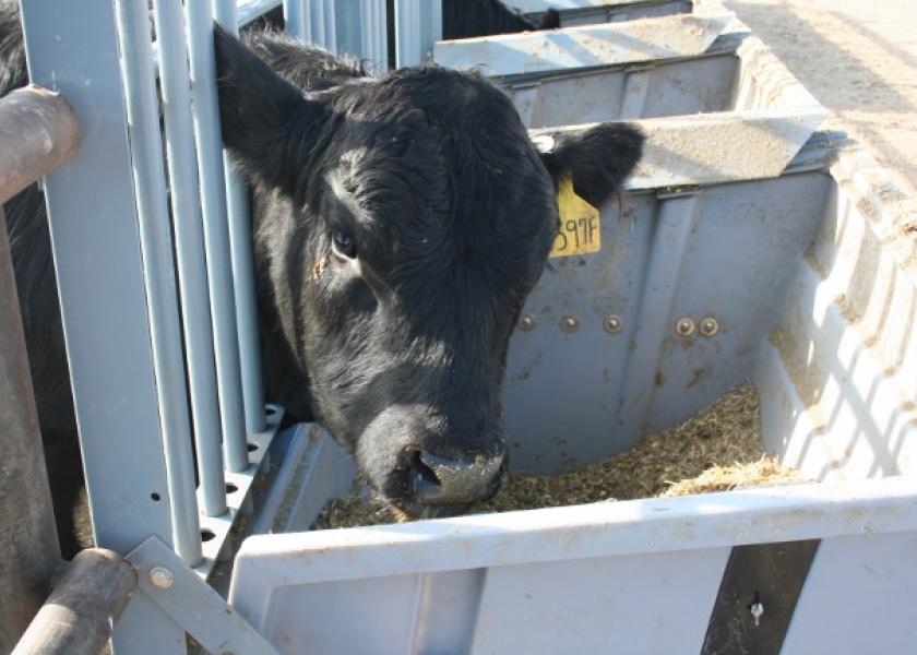 Feed efficiency improvements through genetic selection could significantly reduce production costs and benefit sustainability of beef production.