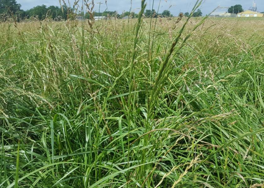 fescue grass hay