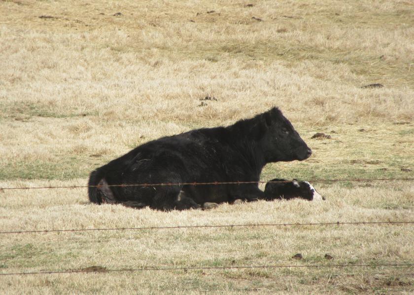 March Can Be Brutal on Beef Cattle