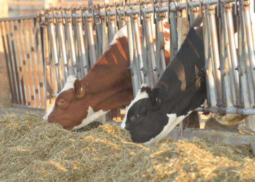 Cull Dairy Cows Often Travel Long Distances | Dairy Herd