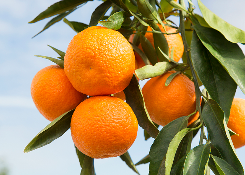 California citrus growers anticipate good 2018-19 season