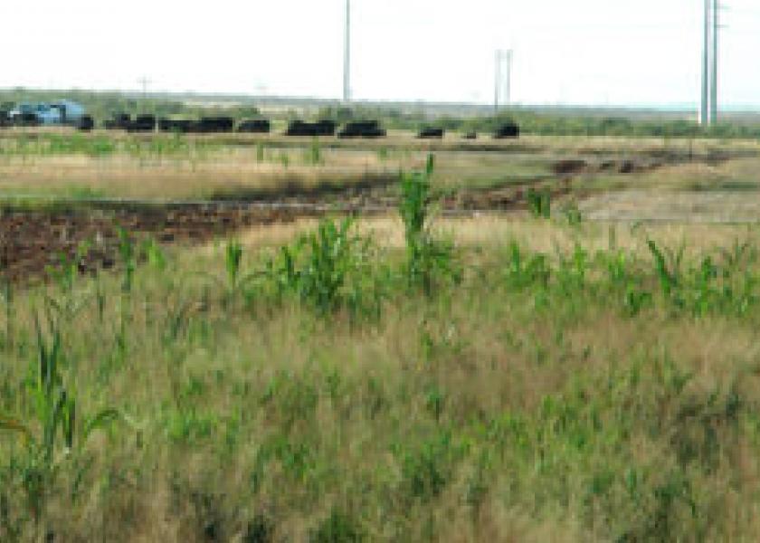 Forage sorghums, sorghum sudangrass and johnsongrass are all related forages that are notorious nitrate accumulators under seasonal drought conditions. 