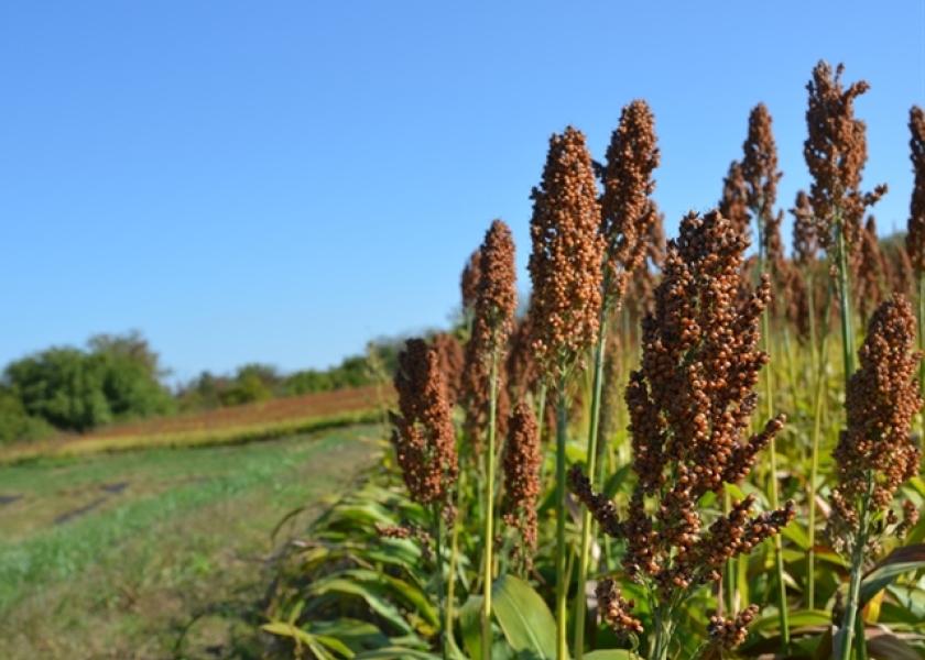 Sorghum Yield Winner Boasts 219 Bushels Per Acre