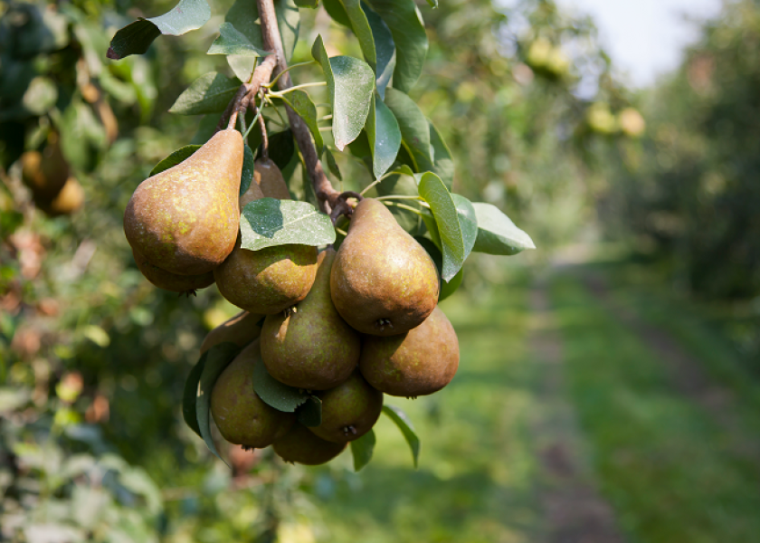 Fresh Organic Bosc Pears  Central Market - Really Into Food