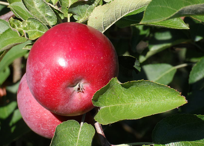 McIntosh - New York Apple Association