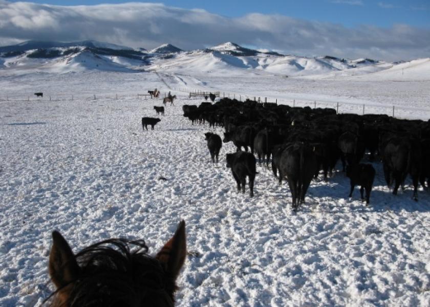Extreme weather fluctuations put extra stress on calf immune systems.