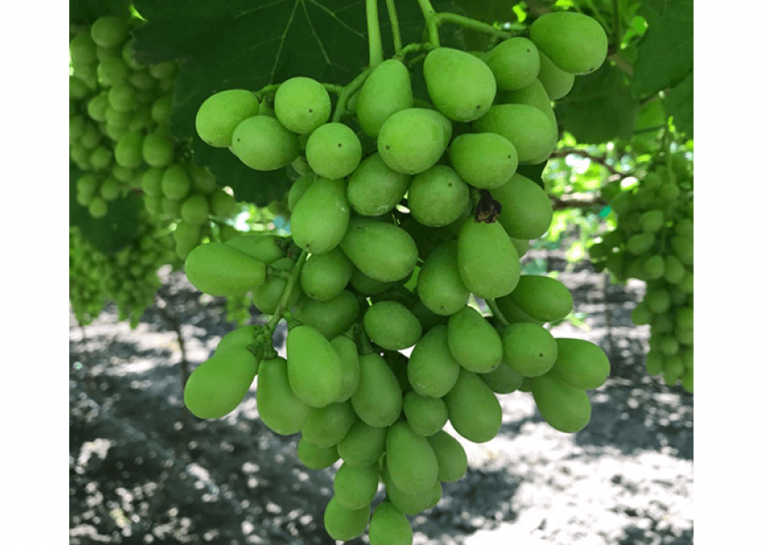 Marketers have numerous strategies in place to encourage consumers to buy California grapes this season.