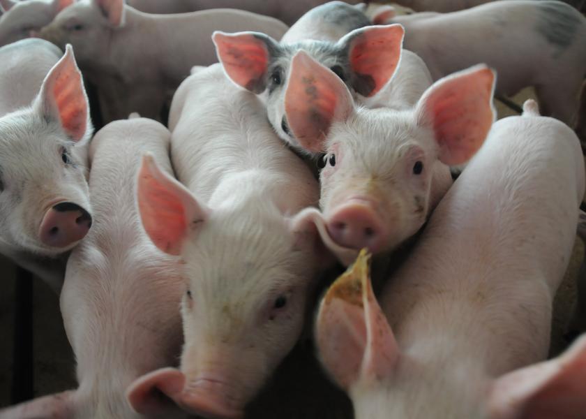 Weekly Cash Feeder Pig Prices Top 100 cwt Pork Business
