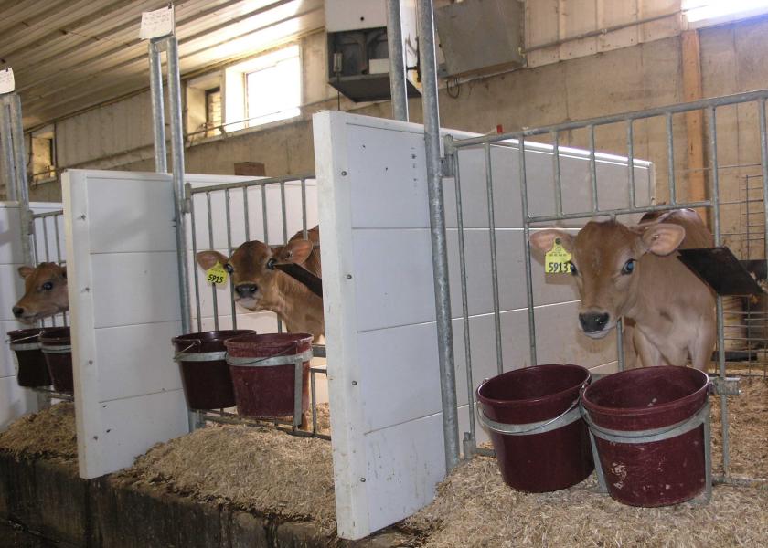 Antibiotics in Calf Milk Rations Studied