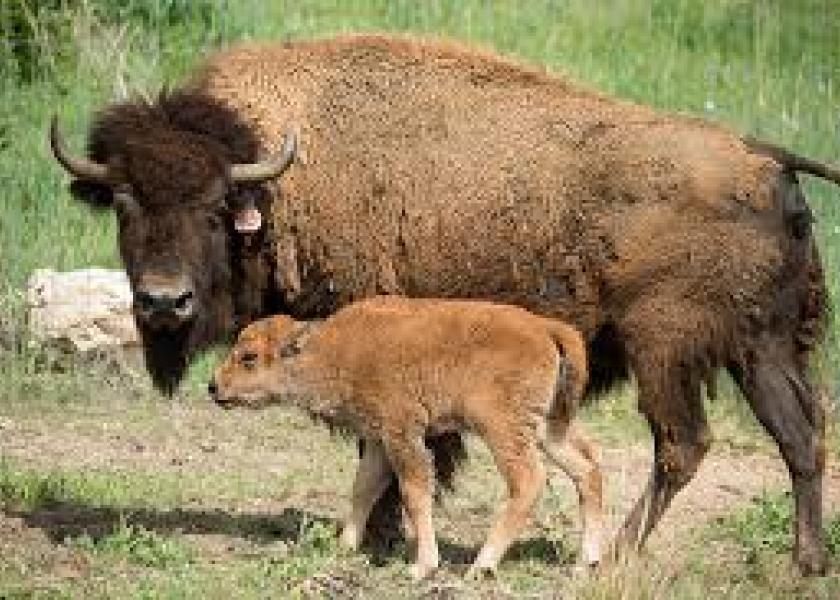 Wildlife populations can serve as reservoirs for brucellosis and tuberculosis, but extensive surveillance entails significant costs.