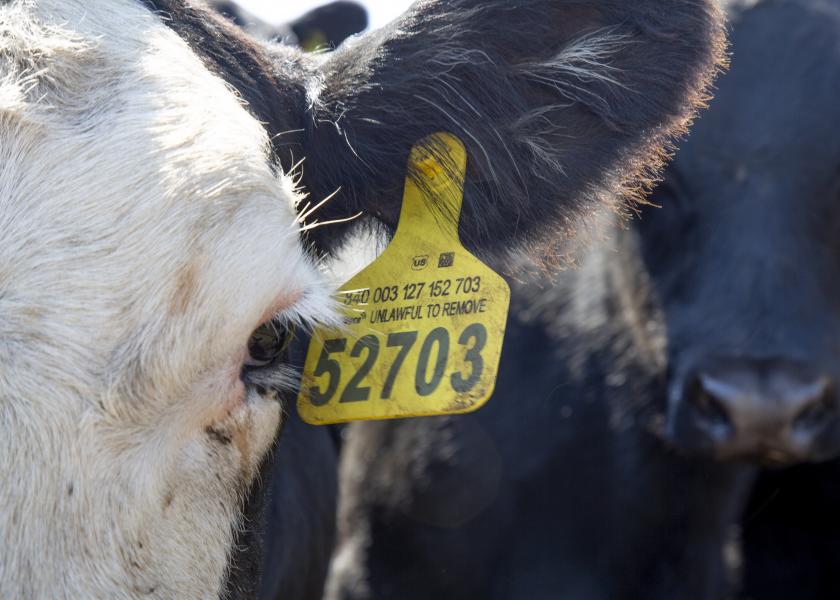 CattleTrace identification tag