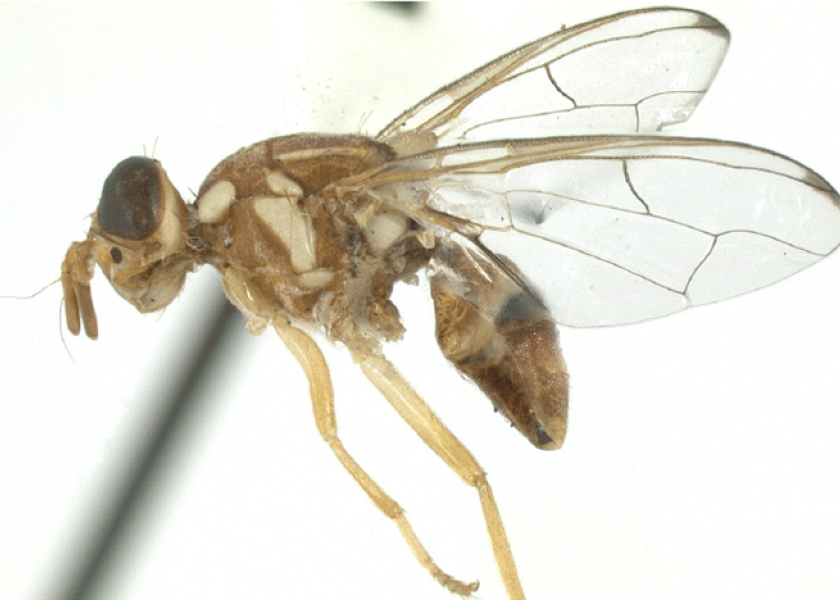 Florida finds peach fruit flies in 2 places The Packer