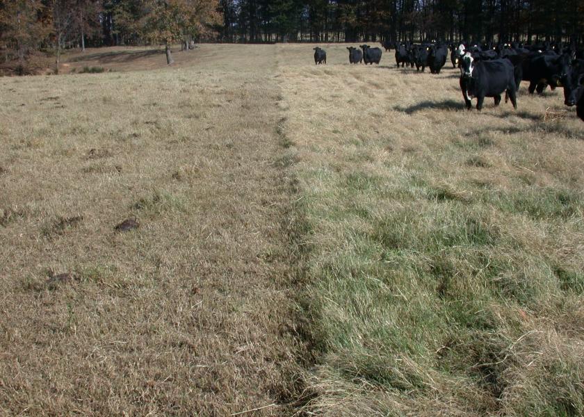 Lower Feed Bills by Stockpiling, Planting Small Grains Crops Drovers