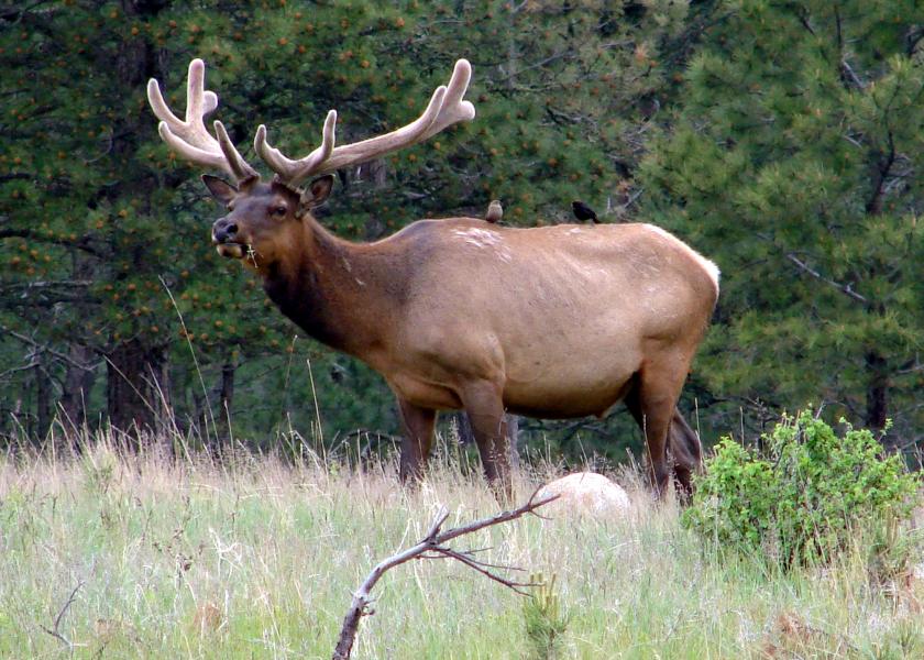 Wildlife species, such as elk, can serve as carriers for brucellosis, which can infect cattle and humans. 