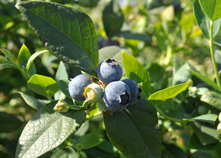 Blueberries are among fresh produce crops finding strong growth in Latin America.