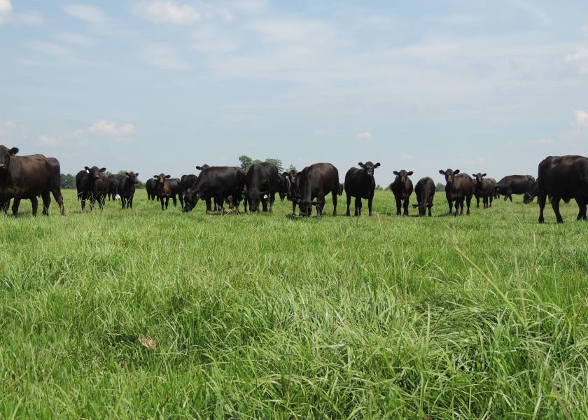 Wet Pastures and Foot Rot