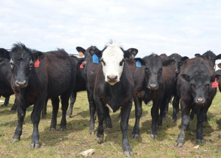 Feeder heifers