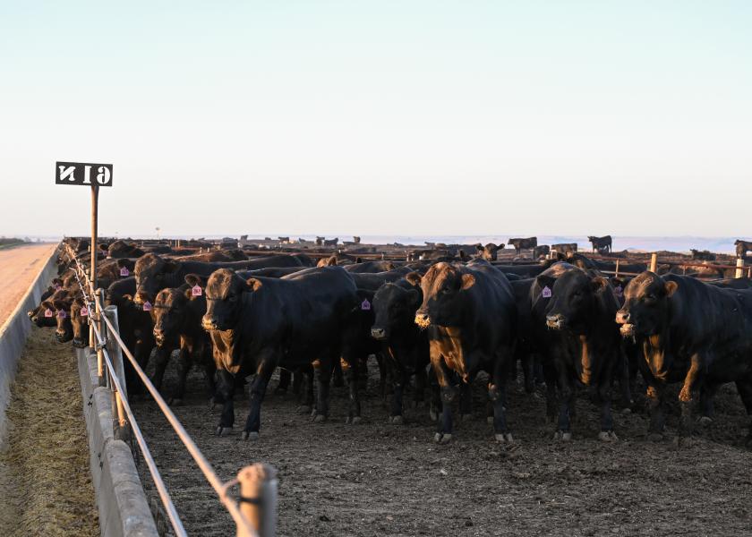 Cash cattle prices traded higher