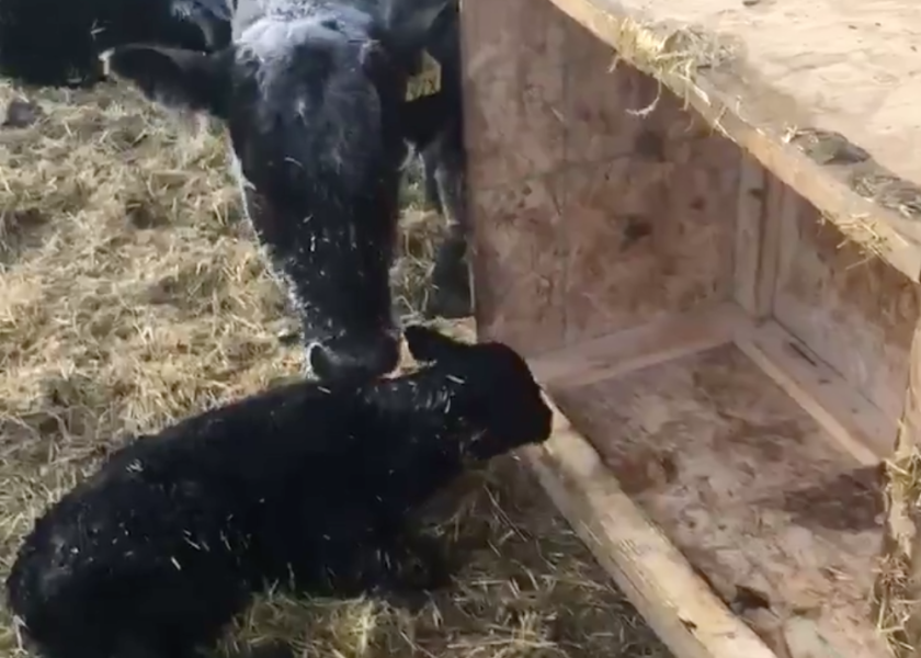 Need A Way to Temporarily Keep Newborn Calves Warm? Try This