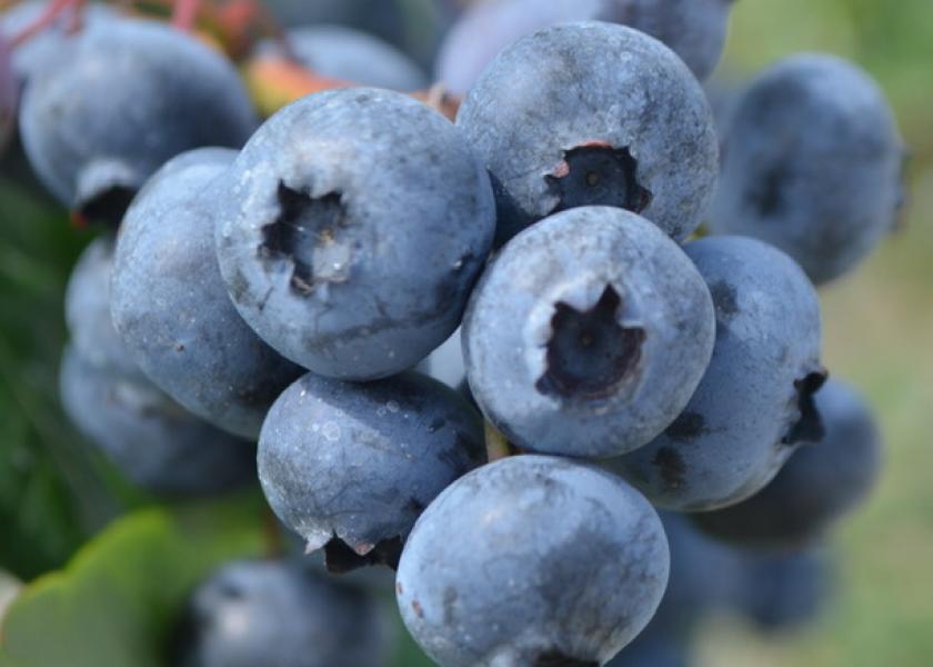 New Jersey ag official touts blueberry safety
