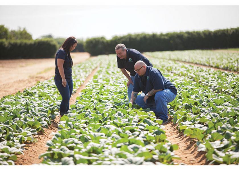 Chelsea Consalo, vice president of produce for Consalo Family Farms; Ralph Donato, director of purchasing; and Skip Consalo, president, check out the company’s crops.