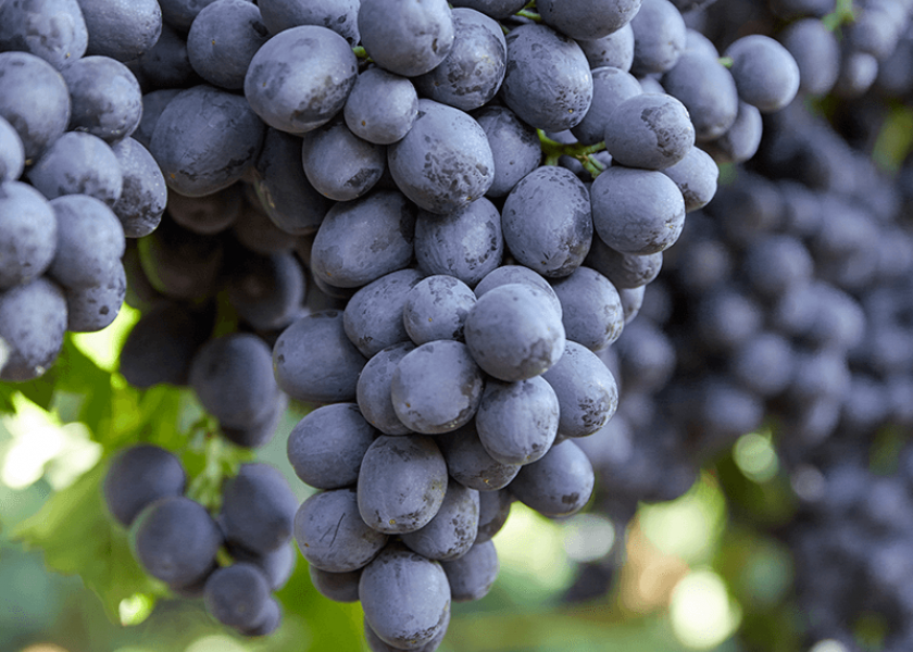 New Varieties Transform Spring Grape Deal - Produce Business