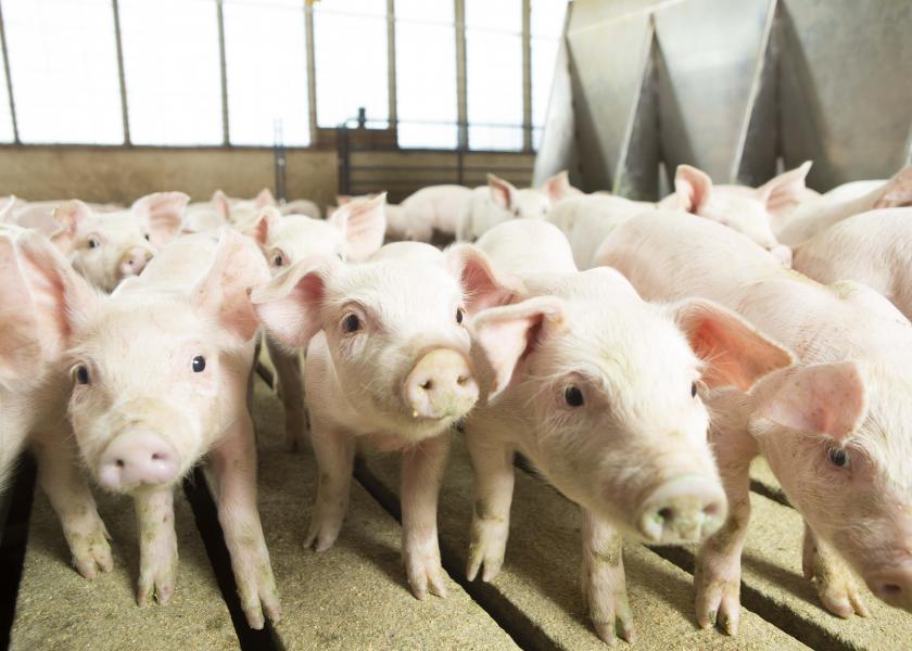 At a Crossroads: Where Does the Pork Industry Go Next? 
