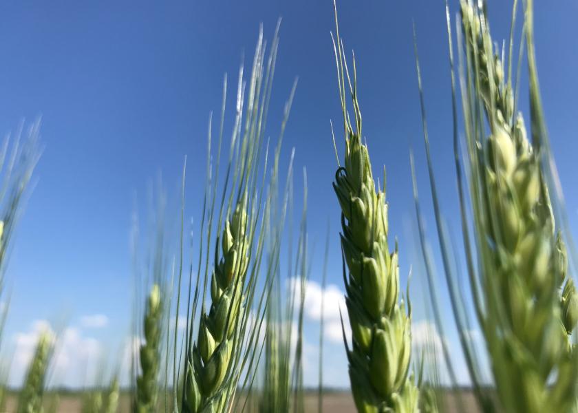 New Wheat Seed Treatment Seeks Registration