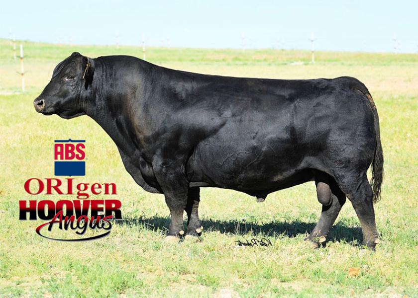 Hoover Dam, bred by Hoover Angus.
