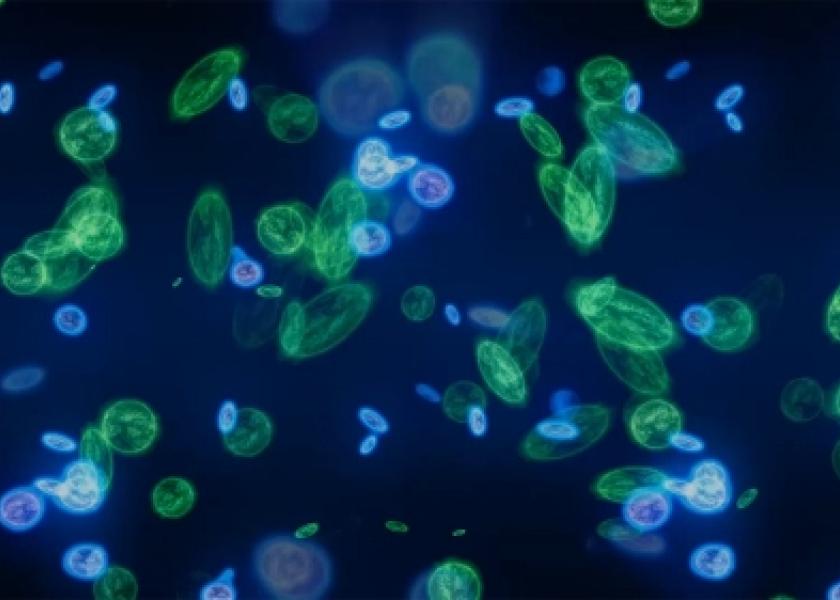 Diversity in microbial populations, and the specific strains present or absent, can influence cattle health and overall performance.