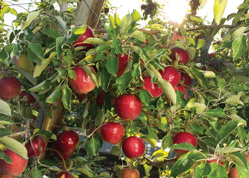 Cosmic Crisp boasts big sales for Washington, with new apple