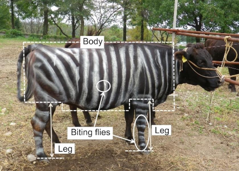 In the black-and-white striped cows, the number of flies landing decreased by about half, resulting in a 20% reduction in fly-repelling behaviors.