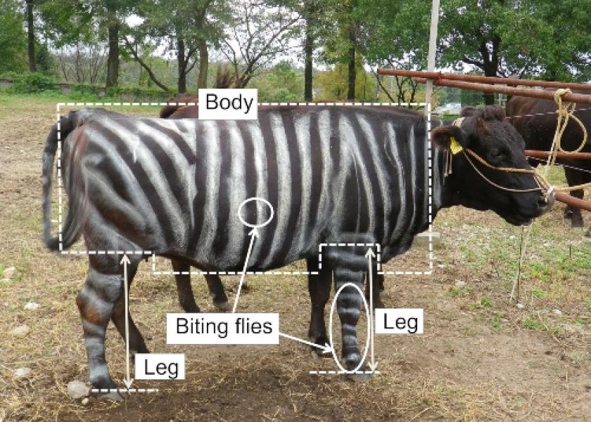 Cows of a Different Stripe | Bovine Veterinarian Cows of a Different Stripe | Bovine Veterinarian