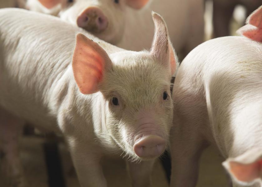 African Swine Fever: Trust Your Instinct, Be Prepared