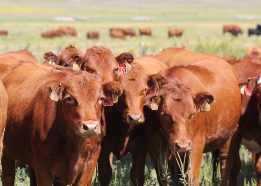 Mid to Late-Summer Supplementation For Fall-Born Replacement Heifers